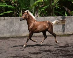 horse_riding_bali_24
