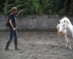 horse_riding_bali_28