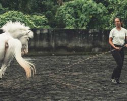 horse_riding_bali_35