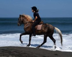 horse_riding_bali_5